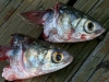 036-Fish-heads.jpg