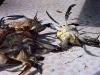 044-Crab-cleaning.jpg
