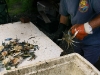 046-Crab-cleaning.jpg