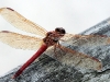 102-Dragon-Fly.jpg