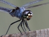 103-Dragon-Fly.jpg