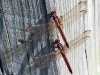 104-Dragon-Fly.jpg