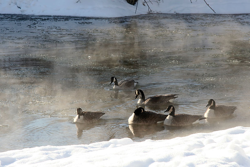 Canada-Geese.jpg