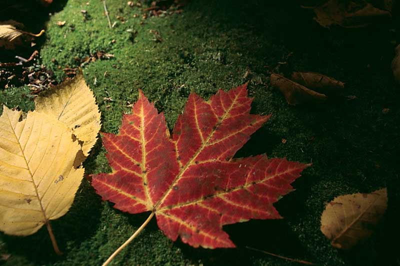 fall-leaves-1.jpg