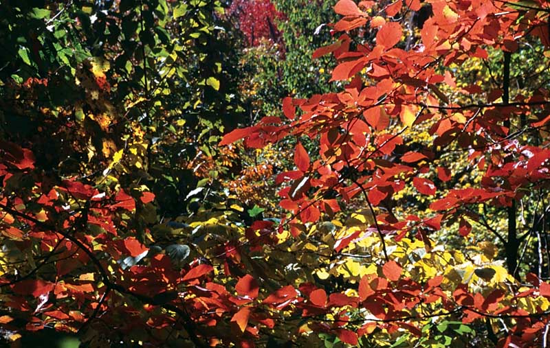 fall-leaves-3.jpg