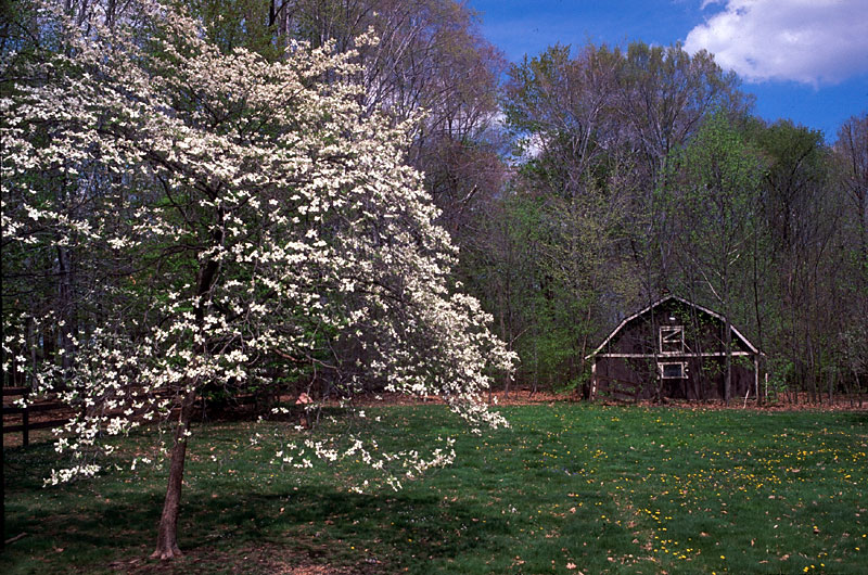 hillarys-barn-in-spring.jpg