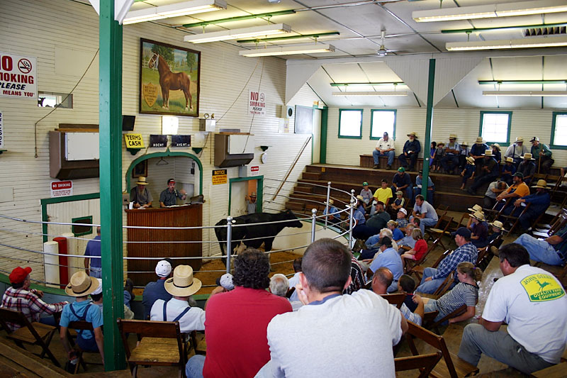 kidron-cattle-auction.jpg