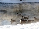 Canada-Geese.jpg