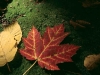 fall-leaves-1.jpg