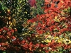 fall-leaves-3.jpg