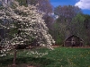 hillarys-barn-in-spring.jpg